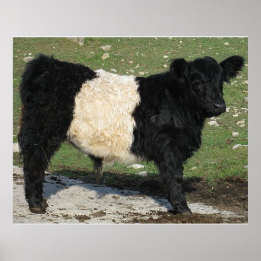Galloway Steer Cutout Beltie Boerderij Poster (Voorkant)
