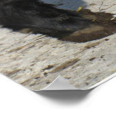 Galloway Steer Cutout Beltie Boerderij Poster (Hoek)