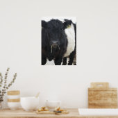 Galloway Steer Eating Hay Poster (Keuken)