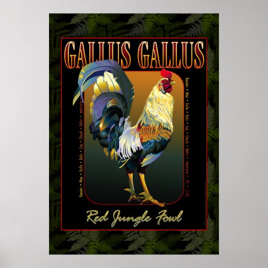 Gallus Gallus International Poster (Voorkant)
