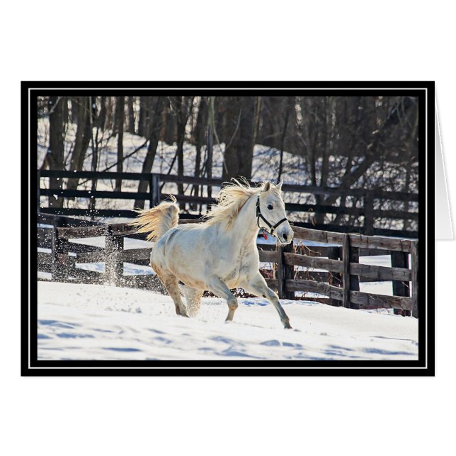 Galopperend Wit Paard (Voorkant Horizontaal)