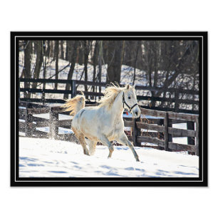 Galopperend Wit Paard Foto Afdruk