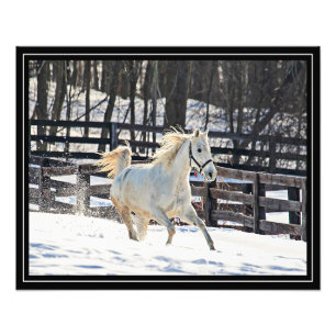 Galopperend Wit Paard Foto Afdruk