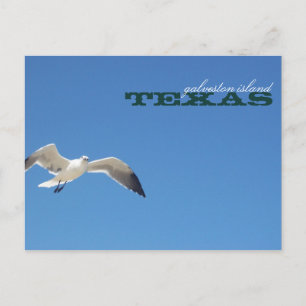 Galveston Island Texas Seagull Travel Briefkaart