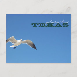 Galveston Island Texas Seagull Travel Briefkaart
