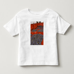 Gamay-druiven net binnen van de oogst bij de kinder shirts