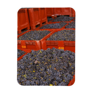 Gamay-druiven net binnen van de oogst bij de magneet