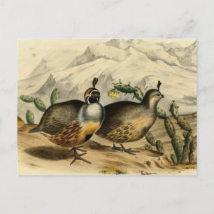 Gambels Partridge Briefkaart