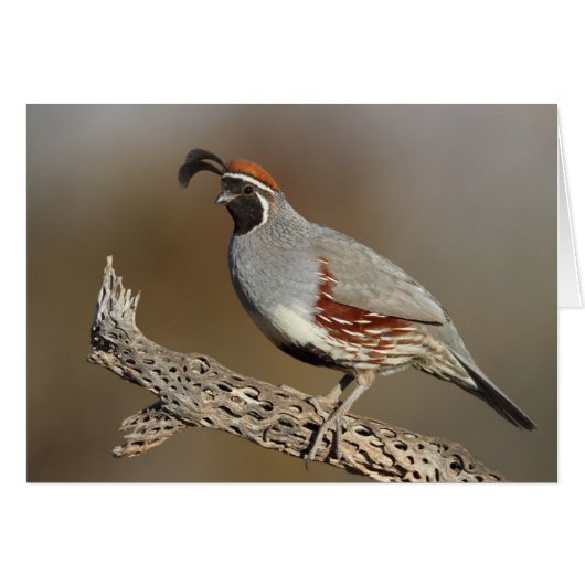Gambels Quail (Voorkant Horizontaal)