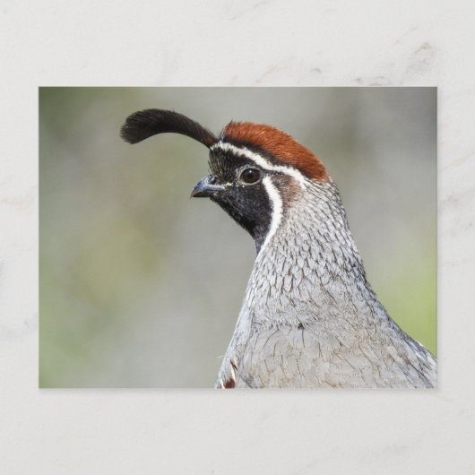 Gambels Quail Briefkaart (Voorkant)