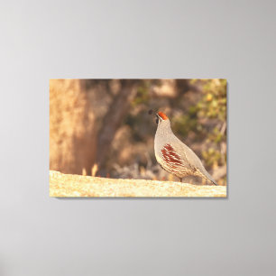 Gambels Quail Canvas Afdruk