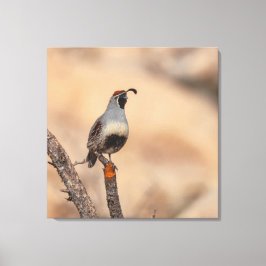 Gambels Quail Canvas Afdruk