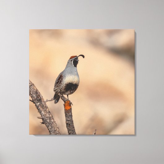 Gambels Quail Canvas Afdruk (Voorkant)