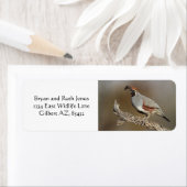 Gambels Quail Etiket (Insitu)
