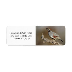 Gambels Quail Etiket
