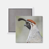 Gambel's Quail Magnet (Recto/Verso)