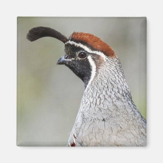 Gambel's Quail Magnet (Devant)