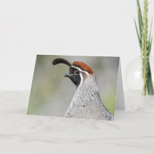 Gambels Quail Notecard