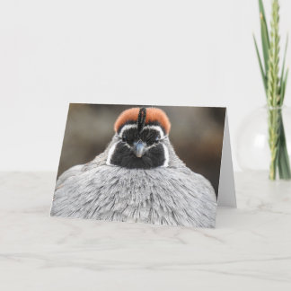 Gambels Quail Notecard Kaart
