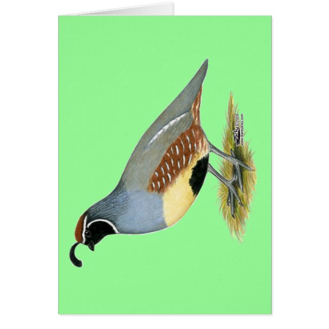 Gambels woestijnkwartel (Voorkant)