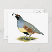 Gambels woestijnkwartel briefkaart (Voorkant / Achterkant)