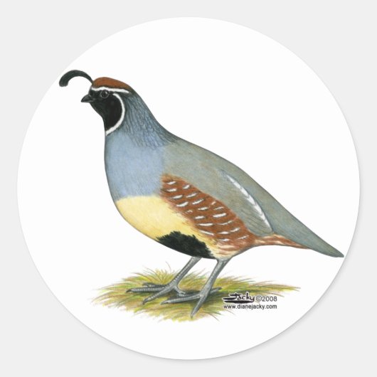 Gambels woestijnkwartel ronde sticker (Voorkant)