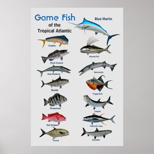 Game fish of Tropical Atlantic Ocean Poster (Devant)