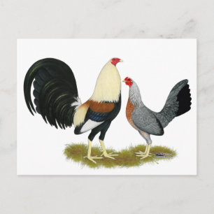 Game Fowl Pair Briefkaart