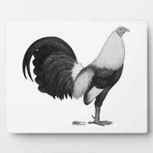 Gamecock Grey Duckwing Fotoplaat