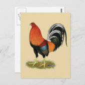 Gamecock Wheaten Rooster Briefkaart (Voorkant / Achterkant)