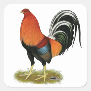 Gamecock Wheaten Rooster Vierkante Sticker