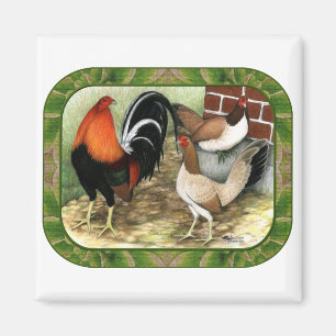 Gamefowl op het Boerderij Magneet