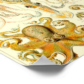 Gamochonia - Ernst Haeckel Poster (Hoek)