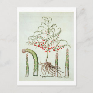 Gangbare asperges in bloemen en vruchten, van de " briefkaart