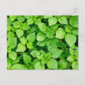 Gangnetel Briefkaart (Voorkant)