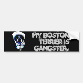 Gangster Boston Terrier Bumpersticker