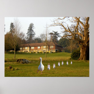 Gans en Kuikens APH Country Club Poster