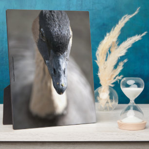 Gans Fotoplaat
