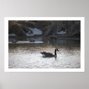 Gans in het water Poster