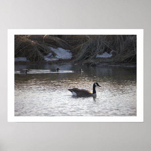 Gans in het water Poster (Voorkant)