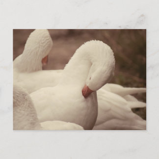 Gans Postkarte Briefkaart