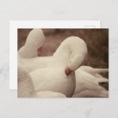 Gans Postkarte Briefkaart (Voorkant / Achterkant)