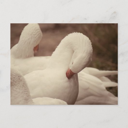 Gans Postkarte Briefkaart (Voorkant)