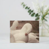 Gans Postkarte Briefkaart (Staand voorkant)