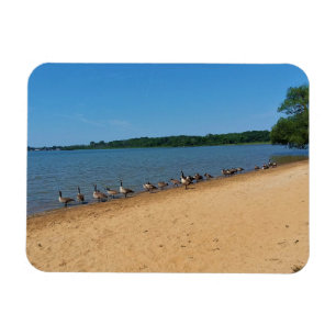 Ganzen bij het meer van Silver, Wisconsin Magneet