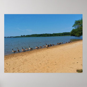 Ganzen bij het meer van Silver, Wisconsin Poster