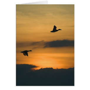 Ganzen bij zonsondergang