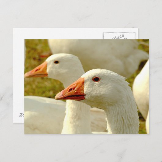 ganzen briefkaart (Voorkant / Achterkant)