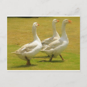 ganzen briefkaart