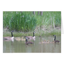 Ganzen en Goslings op een Pond